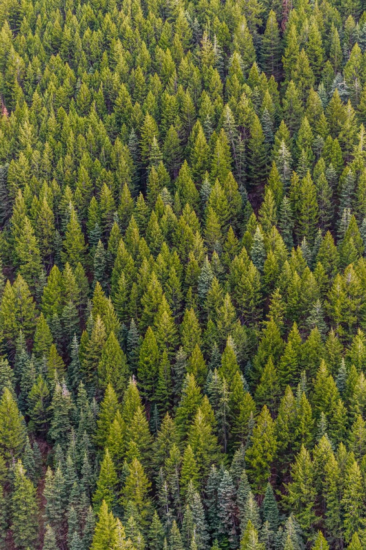 After: Professionally thinned trees with defensible space